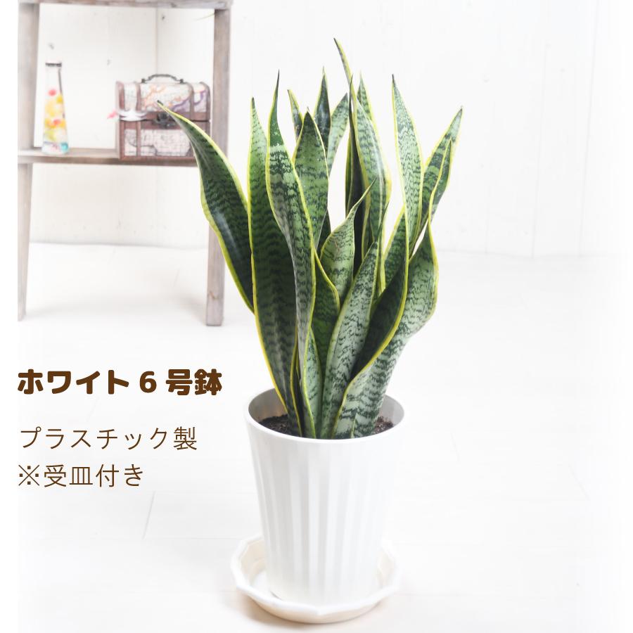 吉本花城園 観葉植物 サンスベリア 6号 サンセベリア トラノオ 受皿付