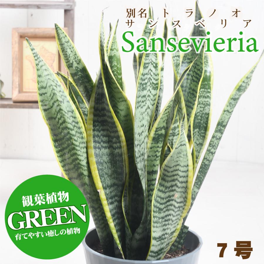 吉本花城園 観葉植物 サンスベリア 7号 サンセベリア トラノオ 法人