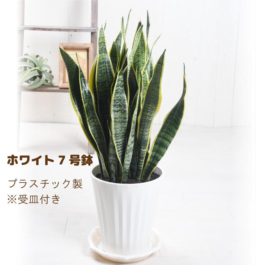 吉本花城園 爆買 観葉植物 サンスベリア 7号 サンセベリア 受皿付