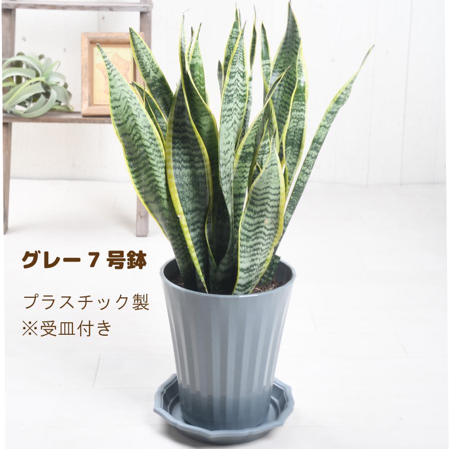 吉本花城園 観葉植物 サンスベリア 7号 サンセベリア 受皿付 トラノオ