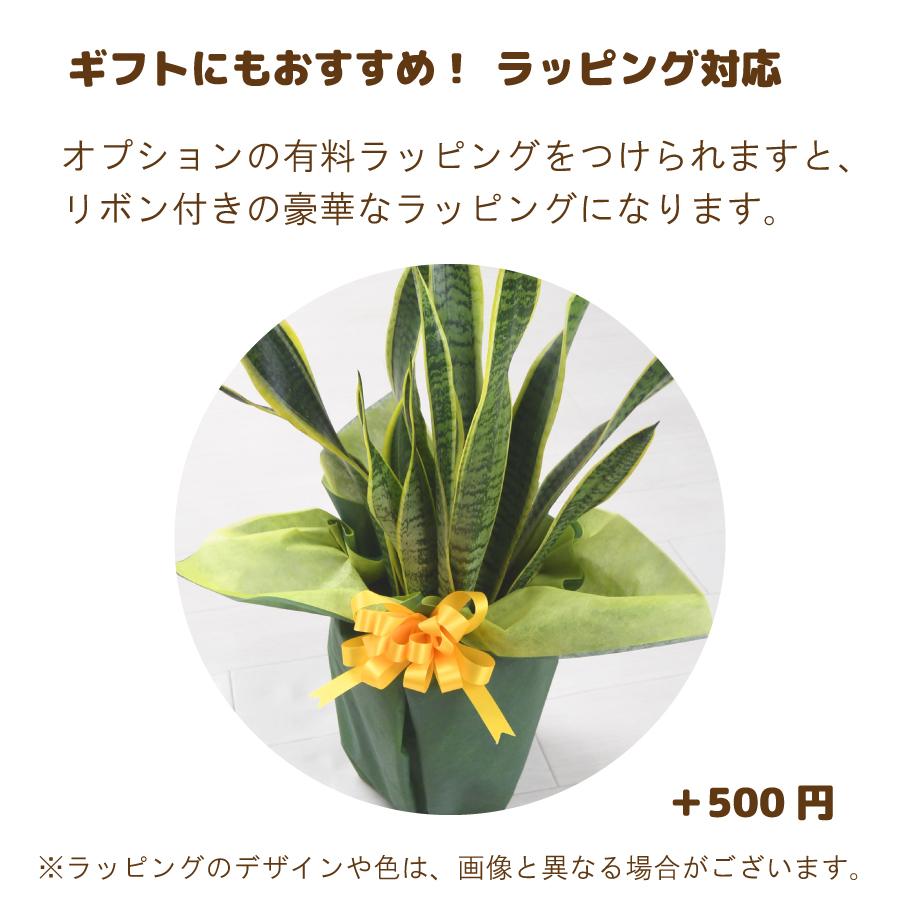 吉本花城園 観葉植物 サンスベリア 7号 サンセベリア トラノオ 法人