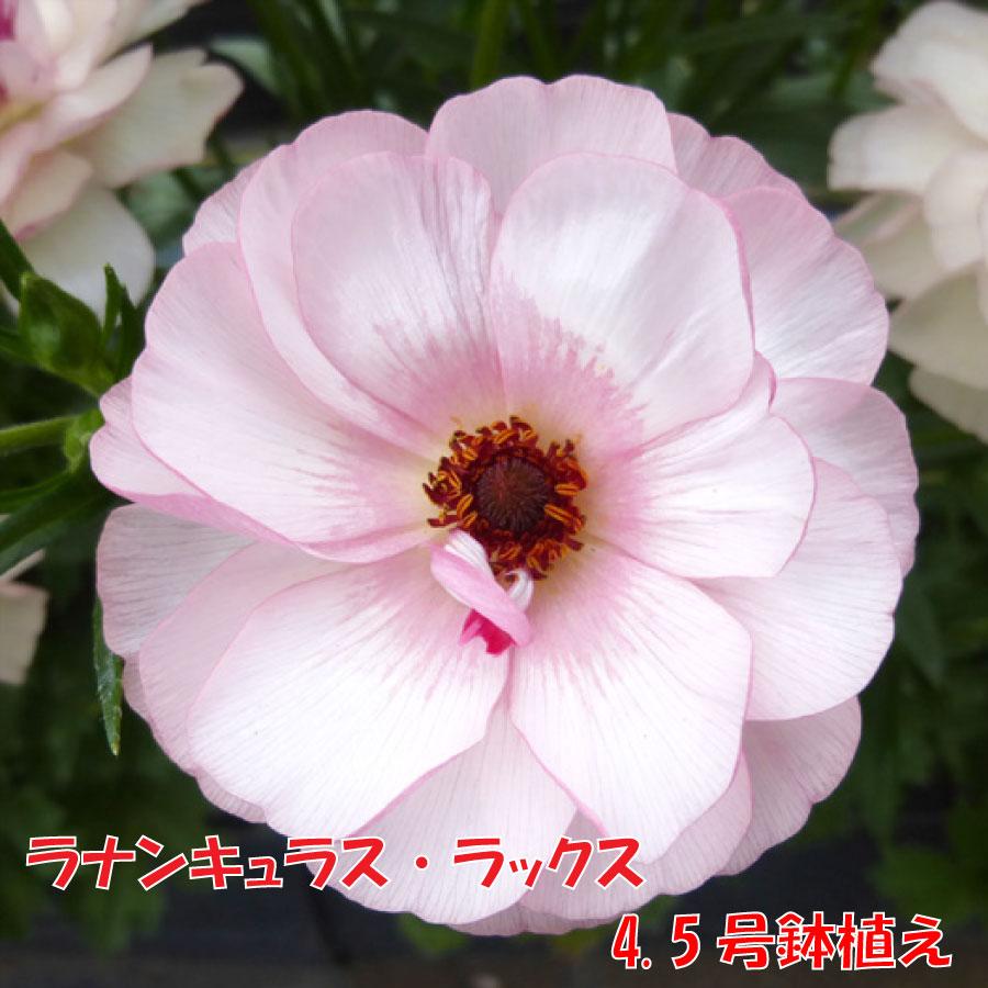 専用　ラナンキュラスラックス4品種 吉本花城園 ラナンキュラス ラックス 4.5号鉢 今期開花見込み株