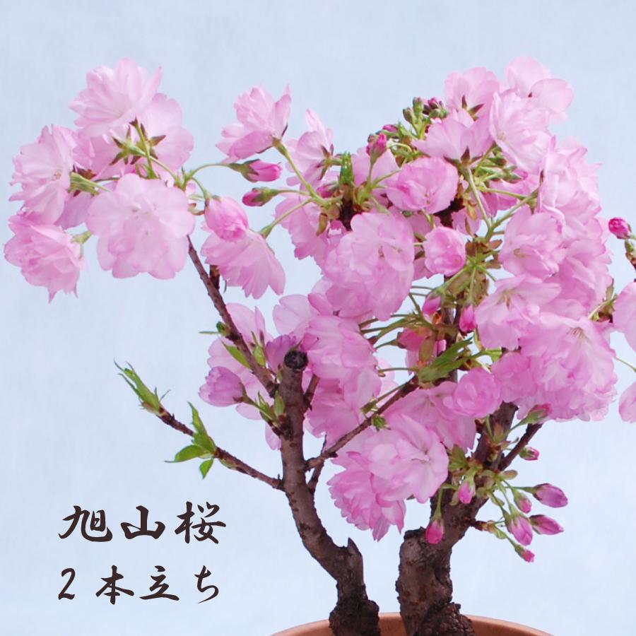 吉本花城園 桜の苗木「旭山」一才桜 花2本立ち 7号鉢 桜 さくら 苗木 