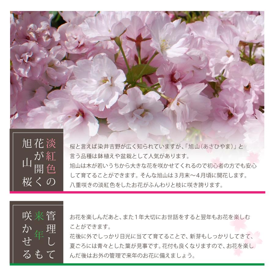 吉本花城園 開花直前！ 桜の苗木「旭山」一才桜 花2本立ち 7号鉢 桜