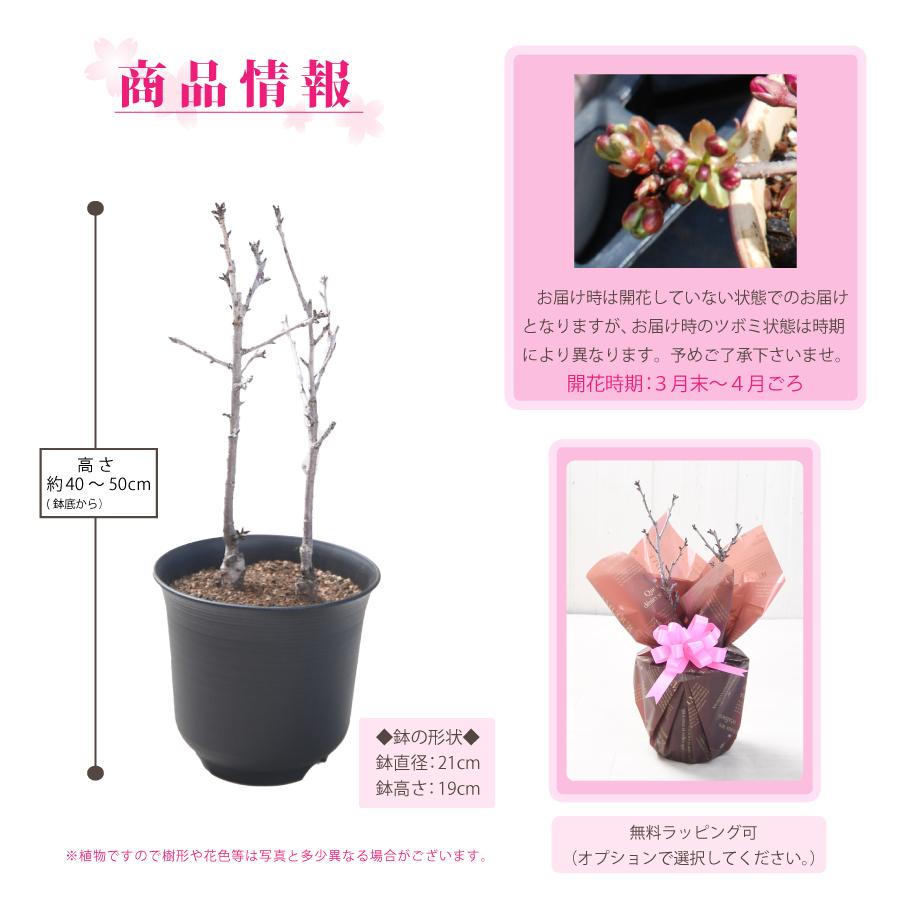 吉本花城園 桜の苗木「旭山」一才桜 花2本立ち 7号鉢 桜 さくら 苗木 