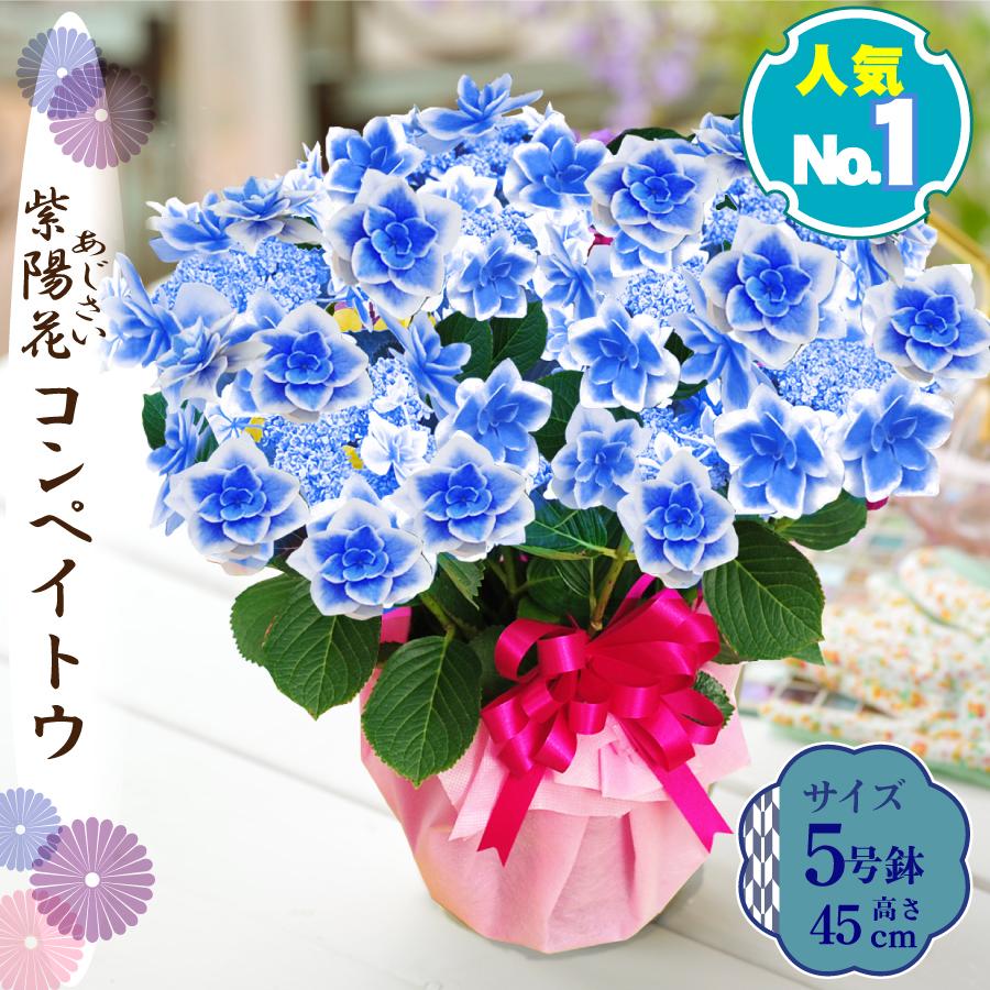 吉本花城園 母の日 ギフト 2026 花 アジサイ 鉢植え コンペイトウ