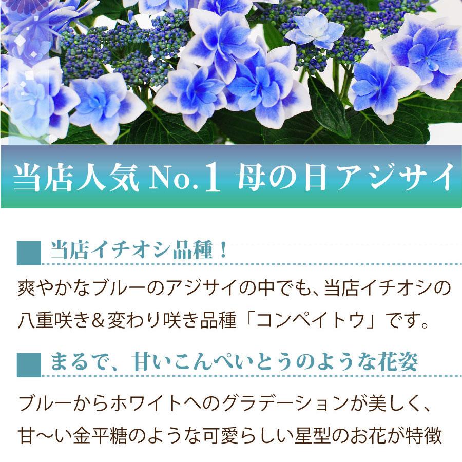 吉本花城園 母の日 ギフト 2026 花 アジサイ 鉢植え コンペイトウ