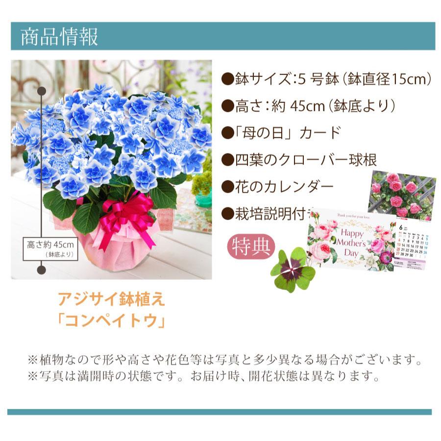 吉本花城園 母の日 ギフト 2026 花 アジサイ 鉢植え コンペイトウ