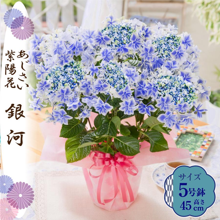 吉本花城園 母の日 ギフト 2026 花 アジサイ 鉢植え 銀河 紫陽花