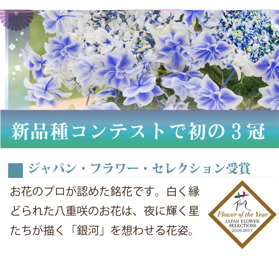 吉本花城園 母の日 ギフト 2026 花 アジサイ 鉢植え 銀河 紫陽花