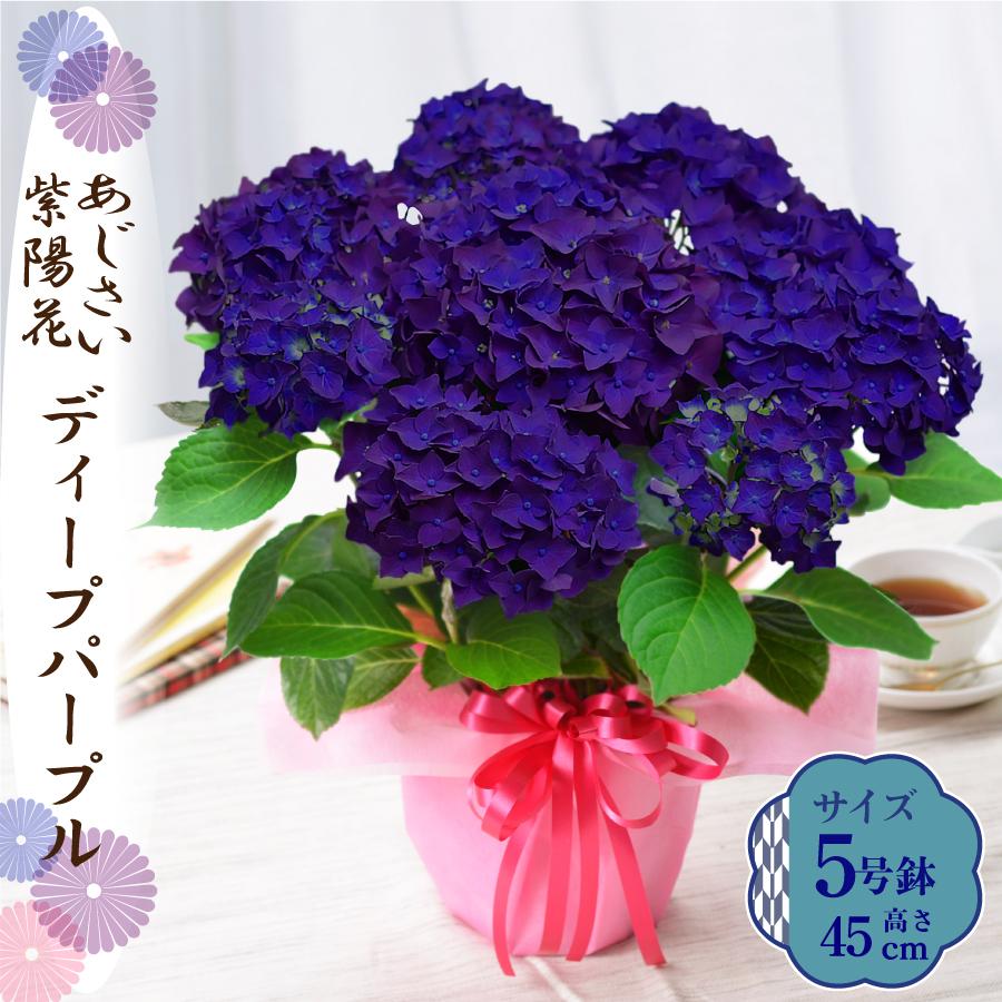 吉本花城園 母の日 ギフト 2026 花 アジサイ 鉢植え ディープパープル