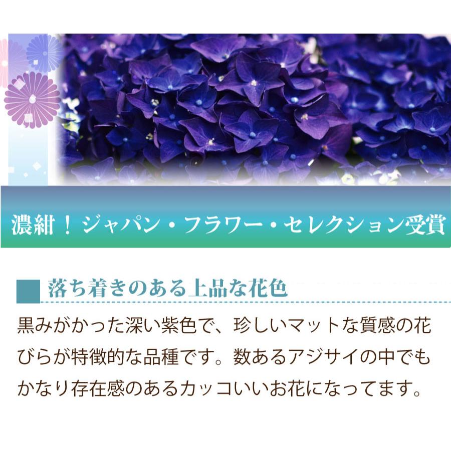 吉本花城園 母の日 ギフト 2026 花 アジサイ 鉢植え ディープパープル