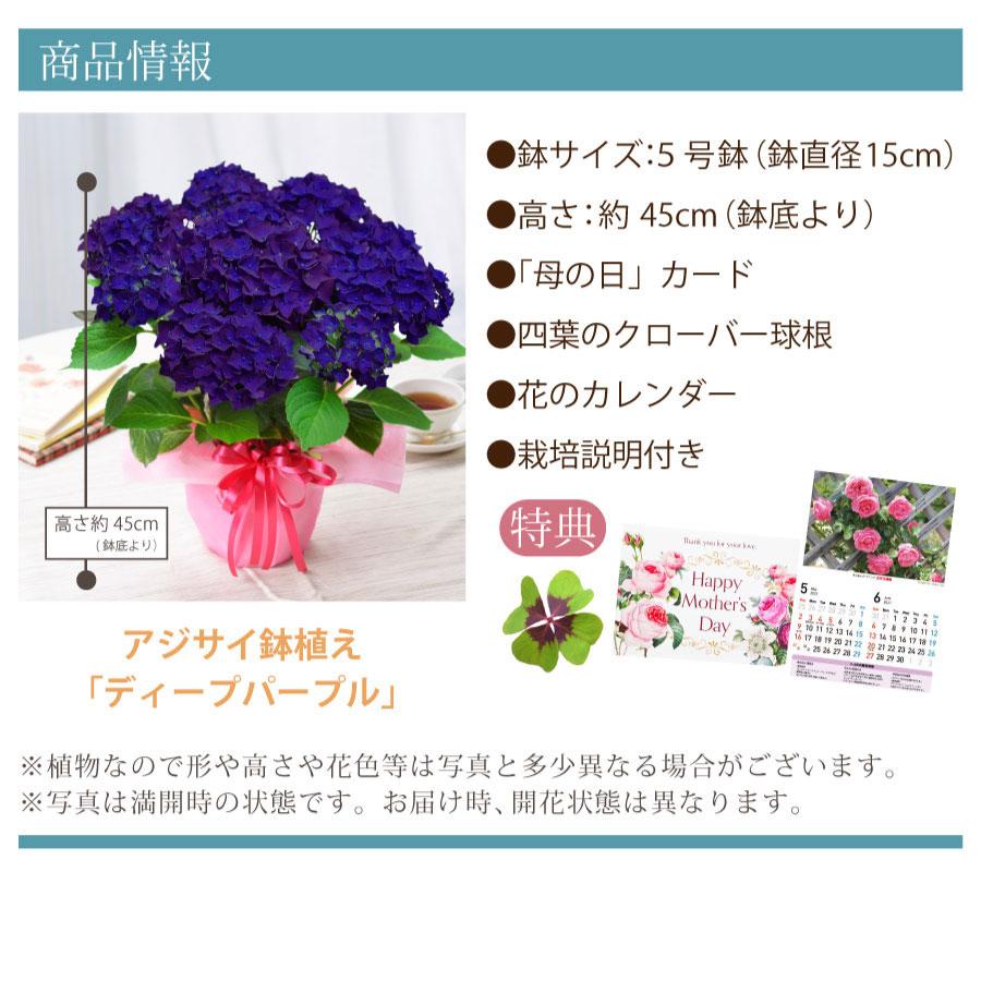 吉本花城園 母の日 ギフト 2026 花 アジサイ 鉢植え ディープパープル