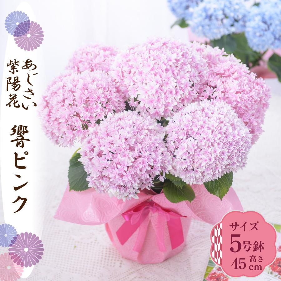 吉本花城園 母の日 ギフト 2026 花 アジサイ 鉢植え 響ピンク 紫陽花