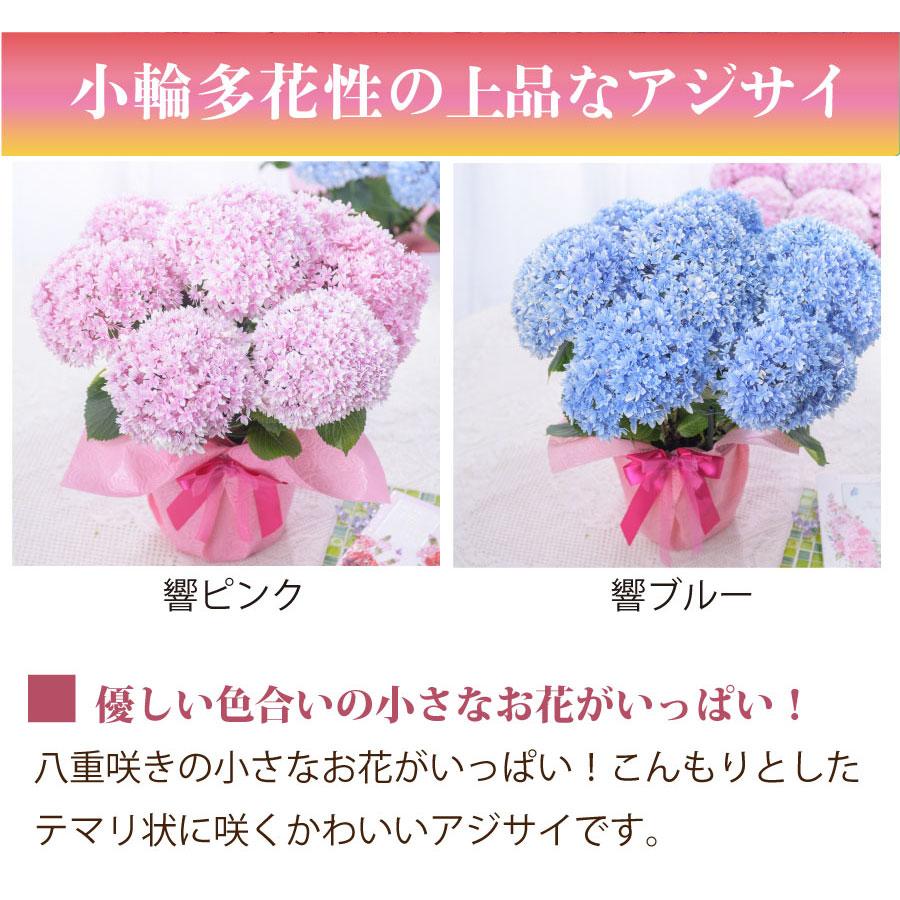 吉本花城園 母の日 ギフト 2026 花 アジサイ 鉢植え 響ピンク 紫陽花