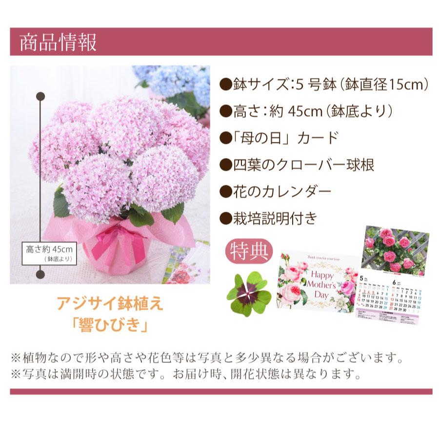 吉本花城園 母の日 ギフト 2026 花 アジサイ 鉢植え 響ピンク 紫陽花