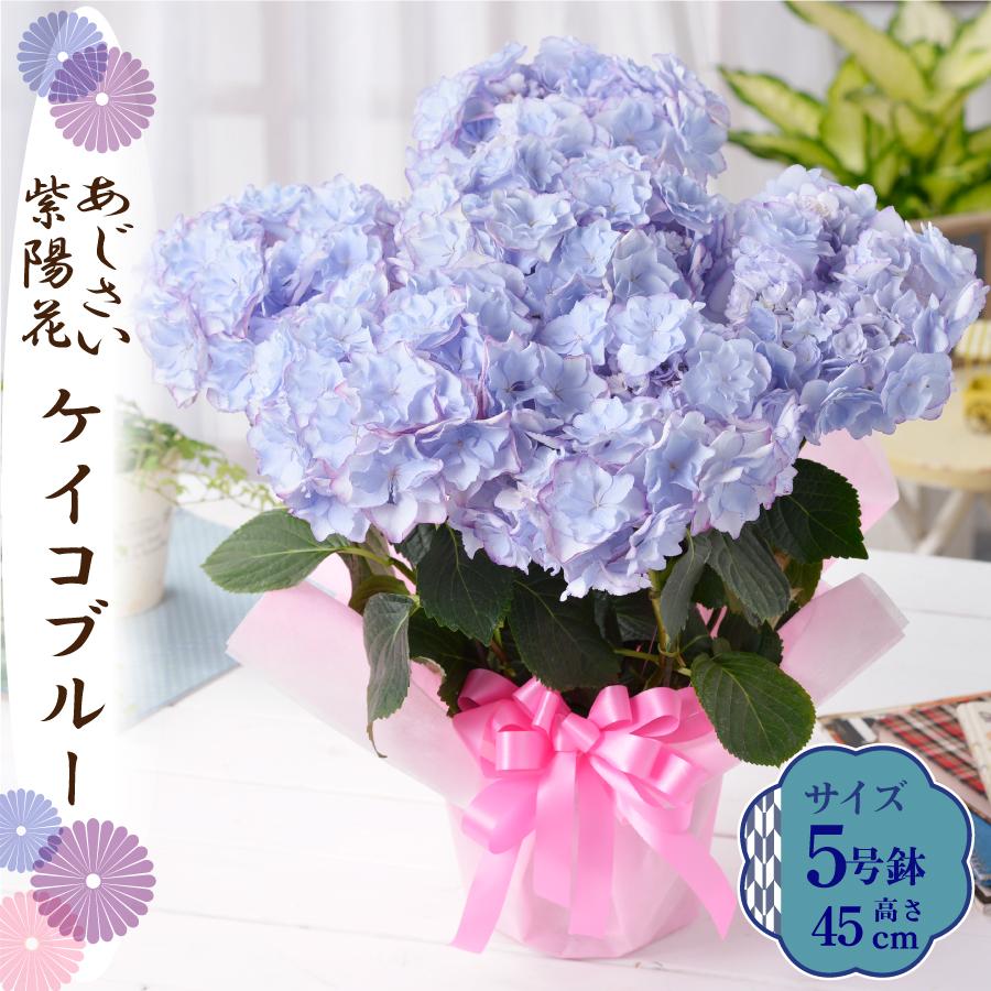 吉本花城園 母の日 ギフト 2026 花 アジサイ 鉢植え ケイコブルー