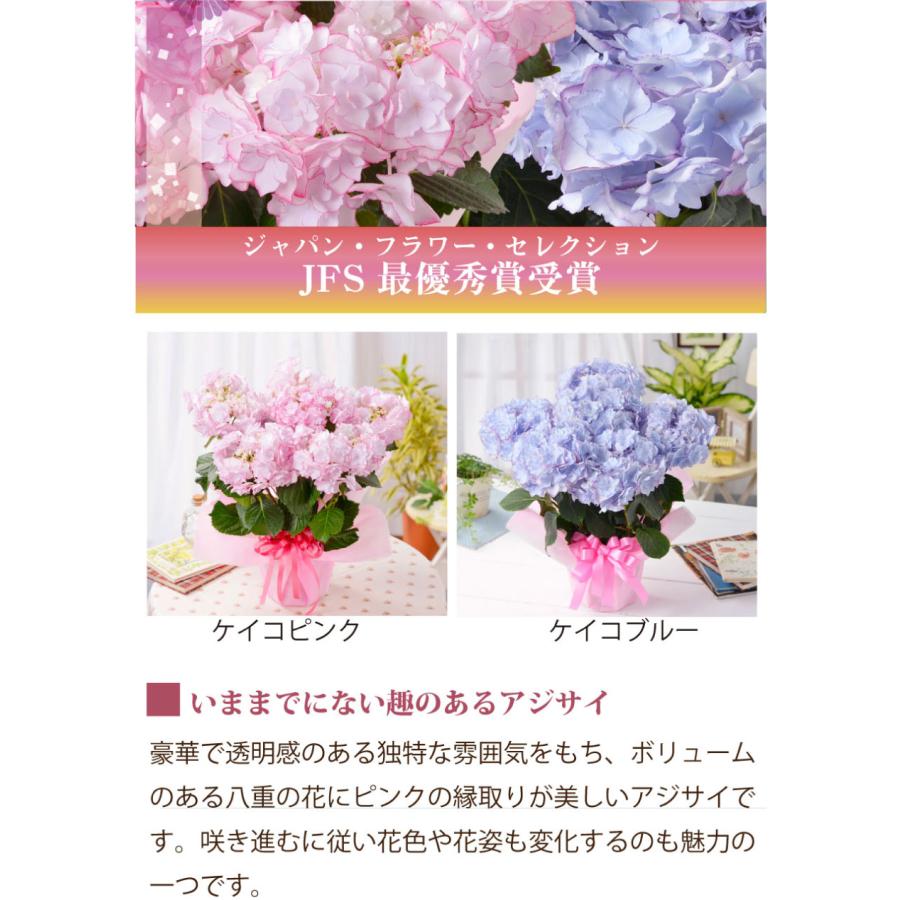 吉本花城園 母の日 ギフト 2026 花 アジサイ 鉢植え ケイコブルー