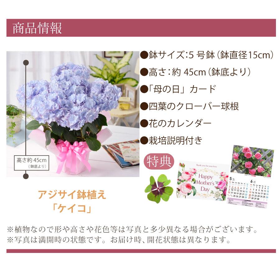 吉本花城園 母の日 ギフト 2026 花 アジサイ 鉢植え ケイコブルー