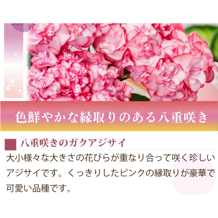 吉本花城園 母の日 ギフト 2026 花 アジサイ 鉢植え ユリカレッド