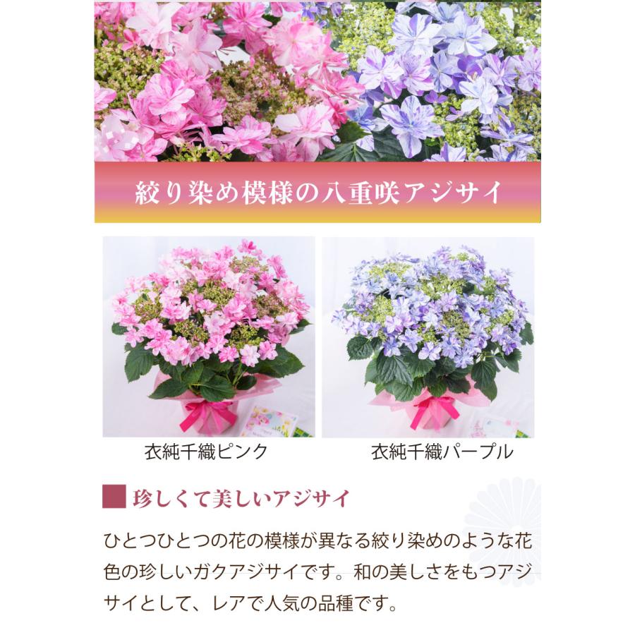 吉本花城園 母の日 ギフト 2026 花 アジサイ 鉢植え 衣純千織 ピンク