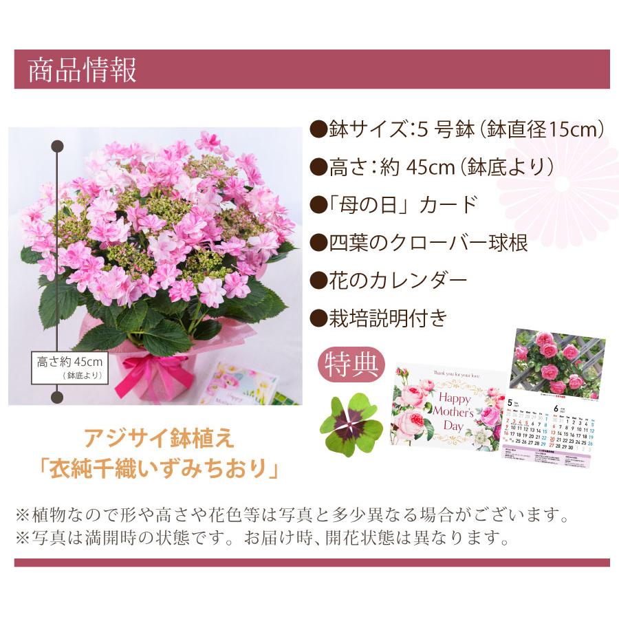 吉本花城園 爆買 母の日 ギフト 2026 花 アジサイ 鉢植え 衣純千織