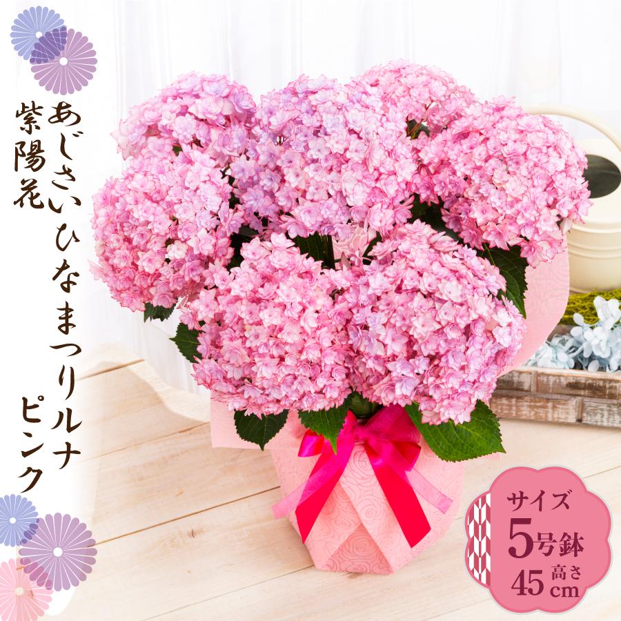 吉本花城園 母の日 ギフト 2026 花 アジサイ 鉢植え ひなまつりルナ
