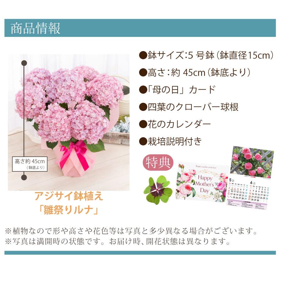 吉本花城園 母の日 ギフト 2026 花 アジサイ 鉢植え ひなまつりルナ