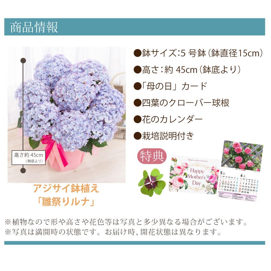吉本花城園 母の日 ギフト 2026 花 アジサイ 鉢植え ひなまつりルナ
