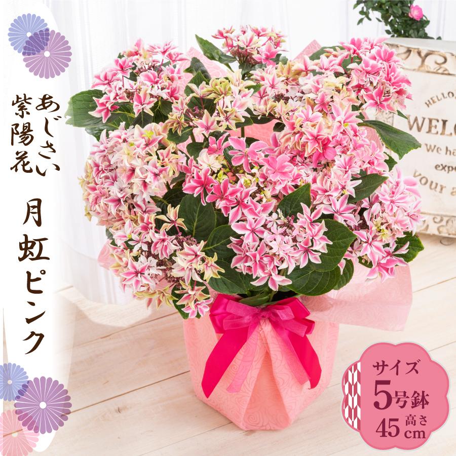 吉本花城園 母の日 ギフト 2026 花 アジサイ 鉢植え 月虹（げっこう