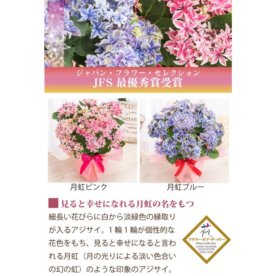 吉本花城園 母の日 ギフト 2026 花 アジサイ 鉢植え 月虹（げっこう