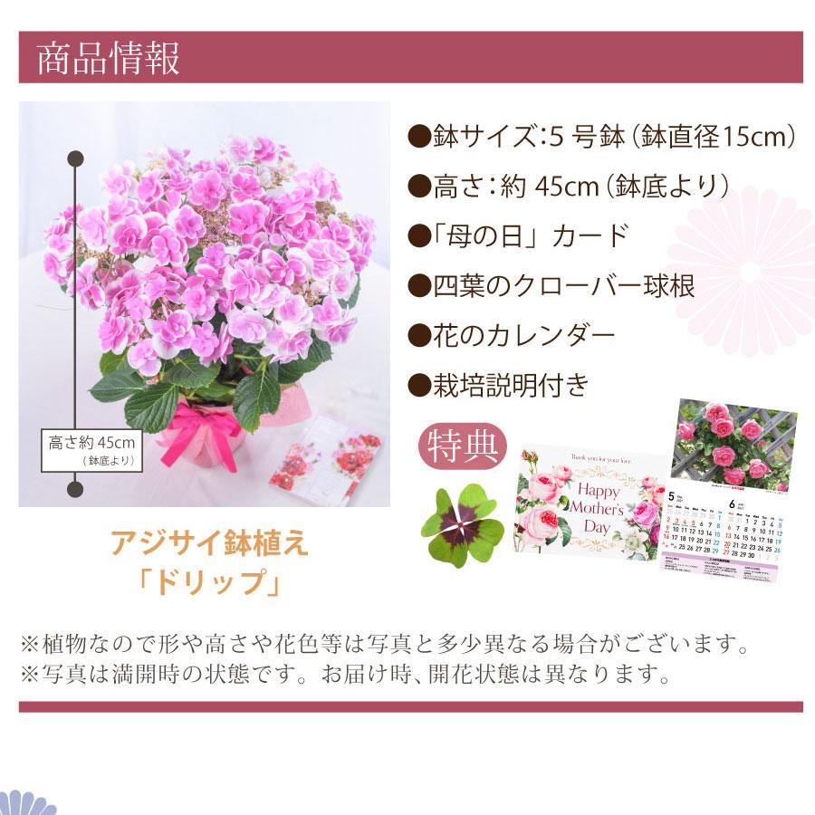 吉本花城園 爆買 母の日 ギフト 2026 花 アジサイ 鉢植え ドリップ