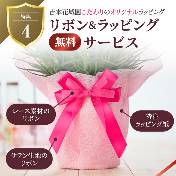 吉本花城園 爆買 母の日 ギフト 2026 花 アジサイ 鉢植え ドリップ