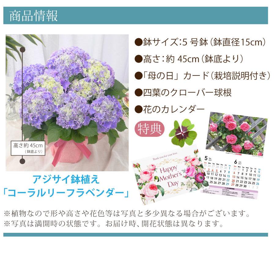 吉本花城園 母の日 ギフト 2026 花 アジサイ 鉢植え コーラルリーフ