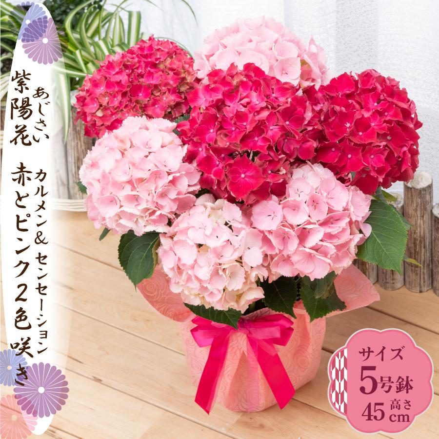 ピンクと赤の造花 2個セット 吉本花城園 爆買 母の日 ギフト 2026 花 アジサイ 鉢植え 2色咲き赤と