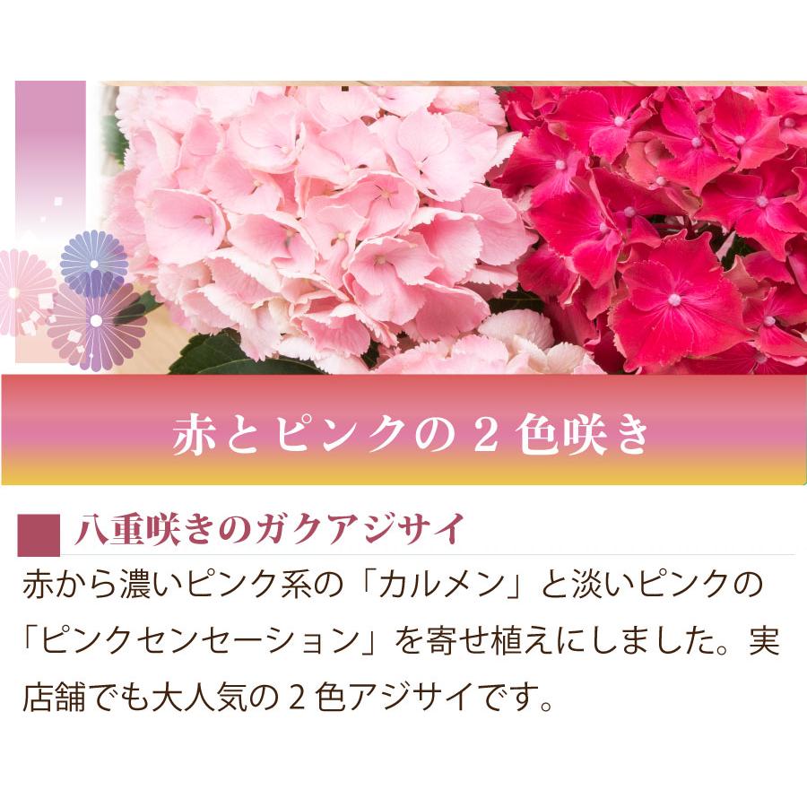 吉本花城園 母の日 ギフト 2026 花 アジサイ 鉢植え 2色咲き赤とピンク