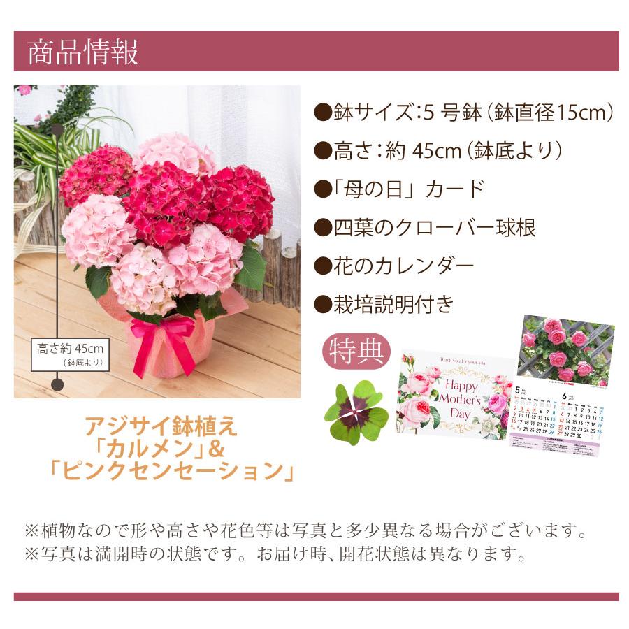 吉本花城園 母の日 ギフト 2026 花 アジサイ 鉢植え 2色咲き赤とピンク