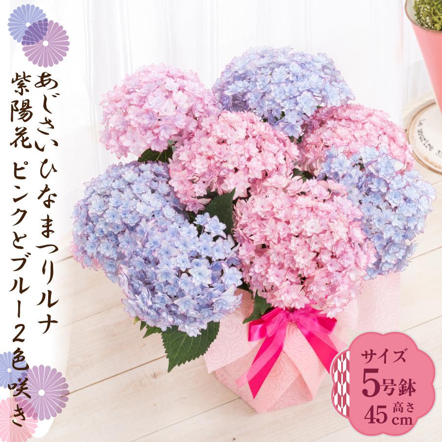 吉本花城園 母の日 ギフト 2026 花 アジサイ 鉢植え 2色咲きピンクと