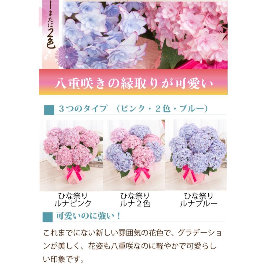 吉本花城園 母の日 ギフト 2026 花 アジサイ 鉢植え 2色咲きピンクと