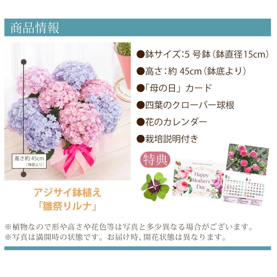 吉本花城園 母の日 ギフト 2026 花 アジサイ 鉢植え 2色咲きピンクと