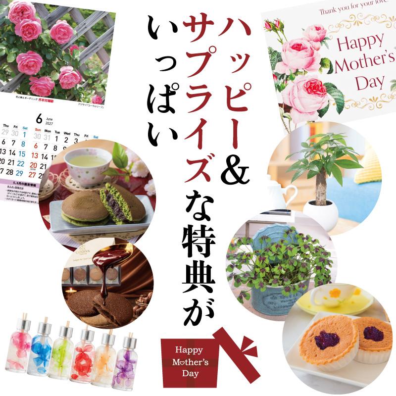 母の日 プレゼント 2026 花 カーネーション ルナドリーム 鉢植え 5号 ギフト 選べる特典付き 吉本花城園 送料無料 | 吉本花城園 | 02