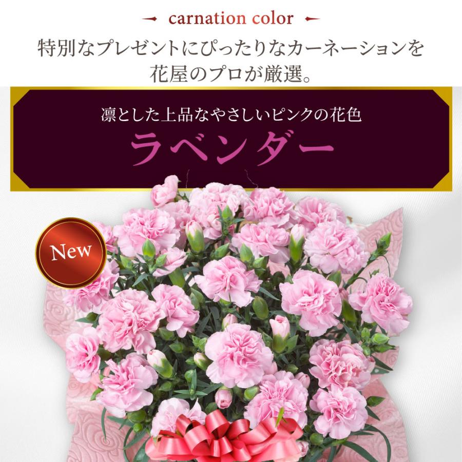 母の日 プレゼント 2026 花 カーネーション ラベンダー 鉢植え 5号 ギフト 選べる特典付き 吉本花城園 送料無料 | 吉本花城園 | 03