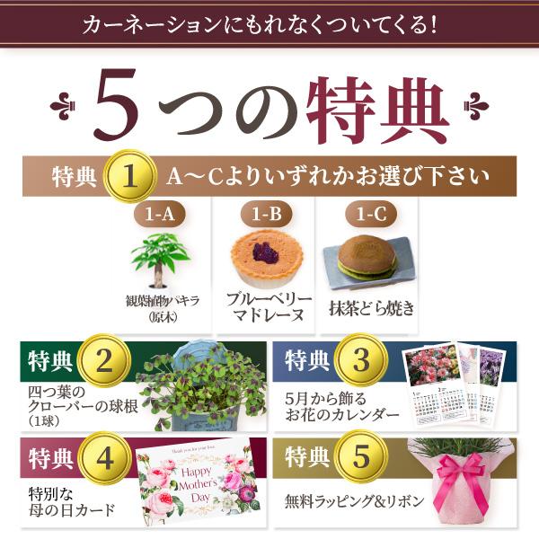 母の日 プレゼント 2026 花 カーネーション ラベンダー 鉢植え 5号 ギフト 選べる特典付き 吉本花城園 送料無料 | 吉本花城園 | 04