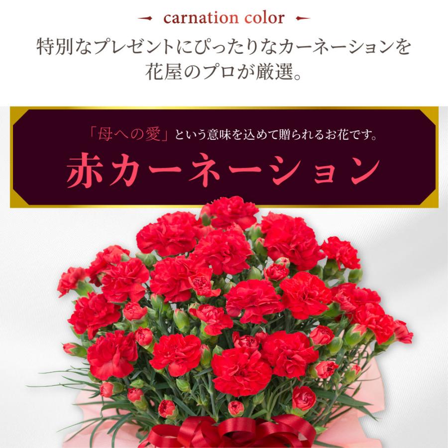 まだ間に合う地域限定9日AMまで 母の日 プレゼント 2026 花 カーネーション 赤 鉢植え 5号 定番 ギフト 選べる特典付き 吉本花城園 送料無料 | 吉本花城園 | 03