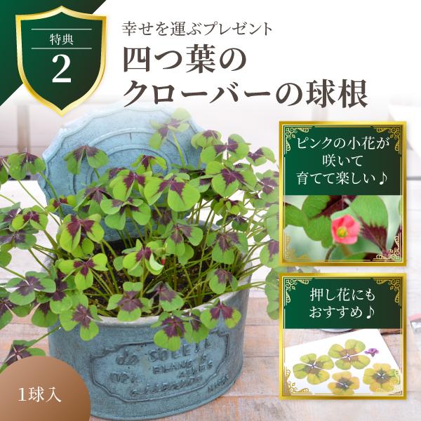 まだ間に合う地域限定9日AMまで 母の日 プレゼント 2026 花 カーネーション 赤 鉢植え 5号 定番 ギフト 選べる特典付き 吉本花城園 送料無料 | 吉本花城園 | 08