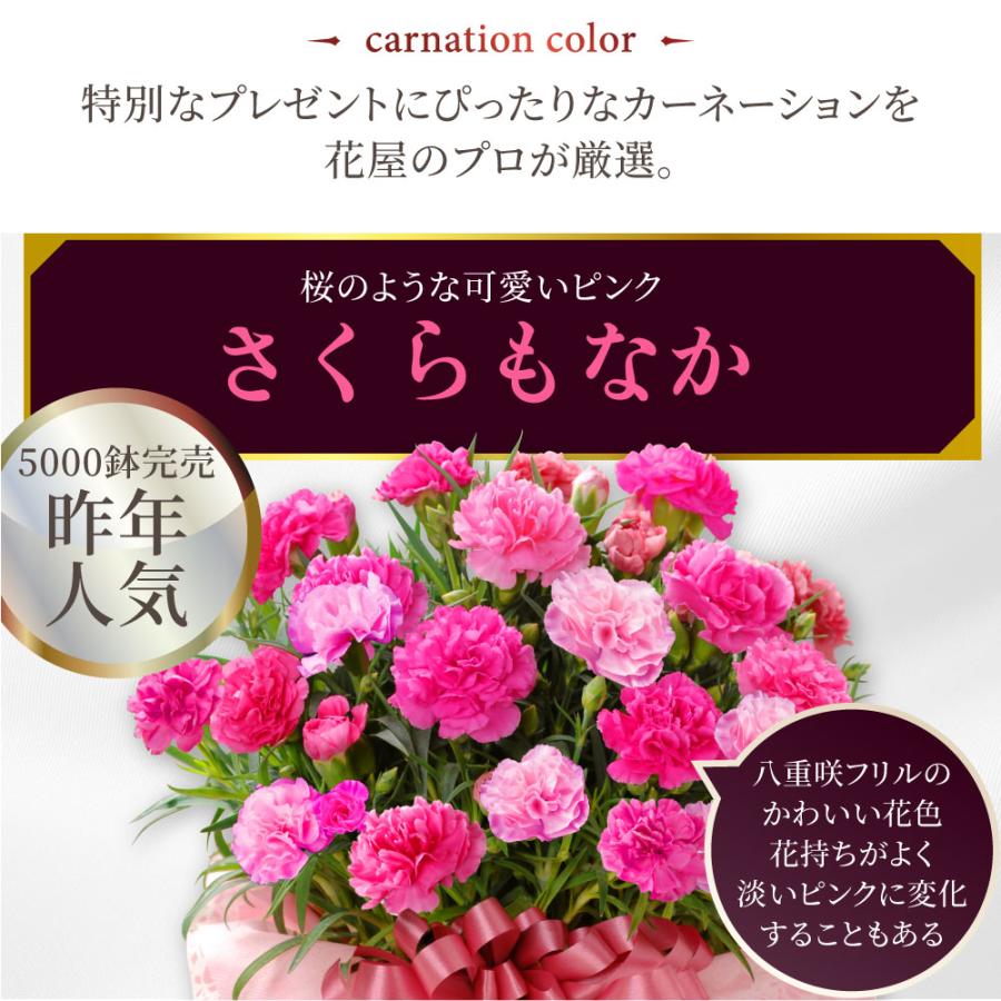 母の日 ギフト 2026 花 カーネーション プレゼント さくらもなか 鉢植え 5号 ギフト 選べる特典付き 吉本花城園 送料無料 | 吉本花城園 | 03