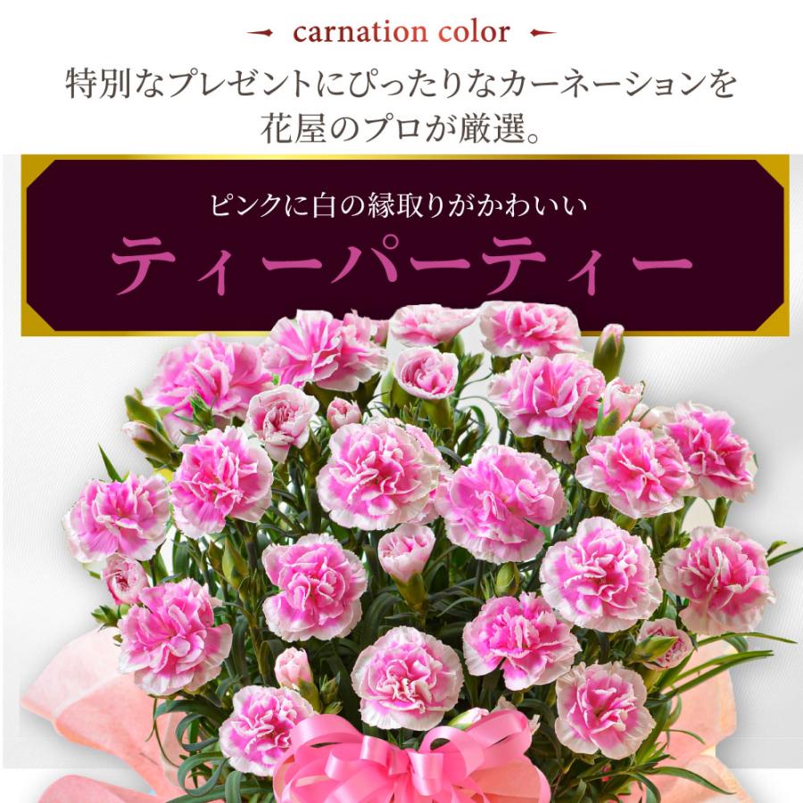 母の日 ギフト 2026 花 カーネーション プレゼント ティーパーティー 鉢植え 5号 選べる特典付き 吉本花城園 送料無料 | 吉本花城園 | 03