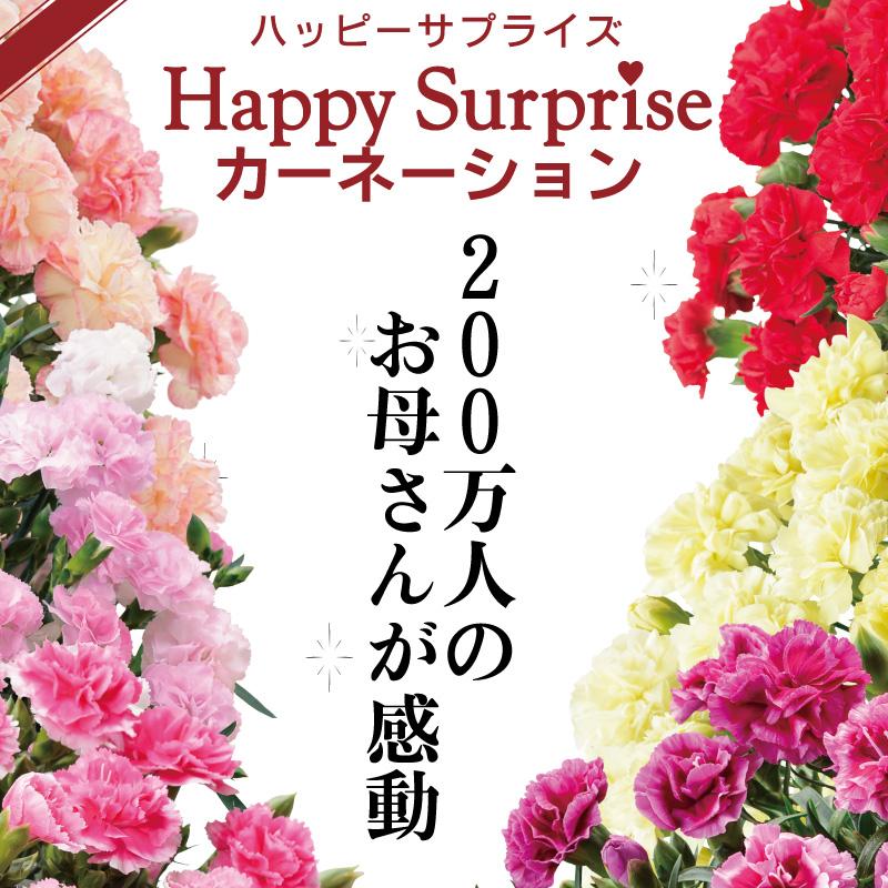 母の日 プレゼント 2026 花 カーネーション バンビーノ 鉢植え 5号 ギフト 選べる特典付き 吉本花城園 送料無料 | 吉本花城園 | 01