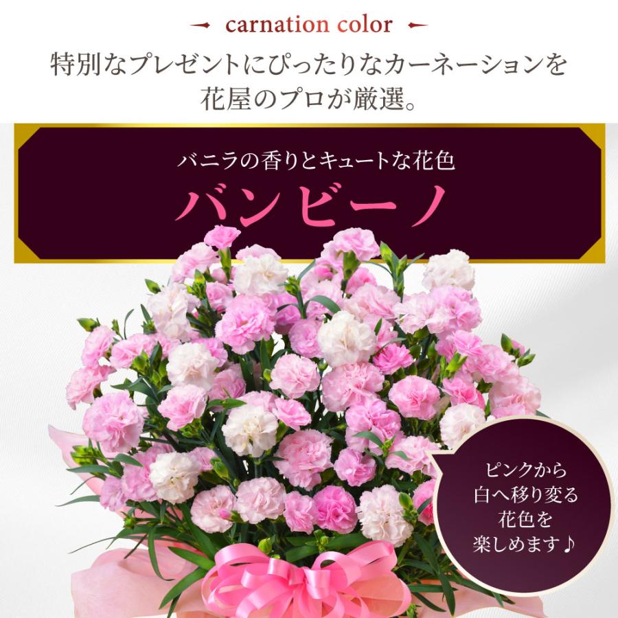 母の日 プレゼント 2026 花 カーネーション バンビーノ 鉢植え 5号 ギフト 選べる特典付き 吉本花城園 送料無料 | 吉本花城園 | 03