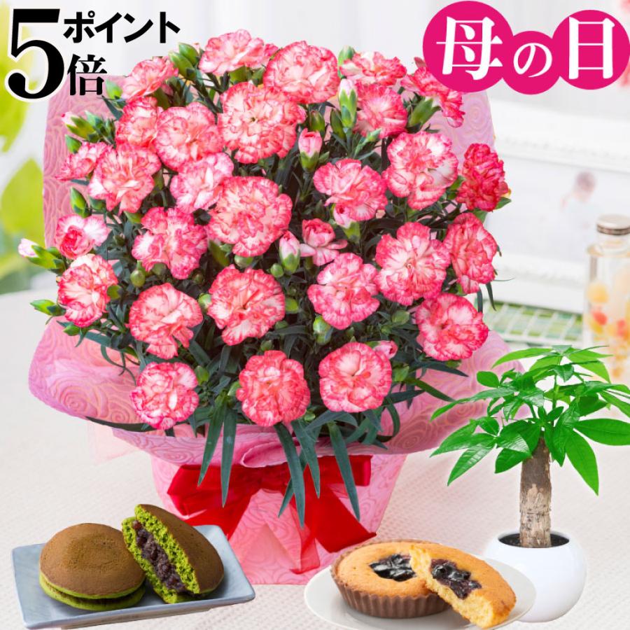 母の日 プレゼント 2026 花 カーネーション テキーラ 鉢植え 5号 ギフト 選べる特典付き 吉本花城園 送料無料 | 吉本花城園